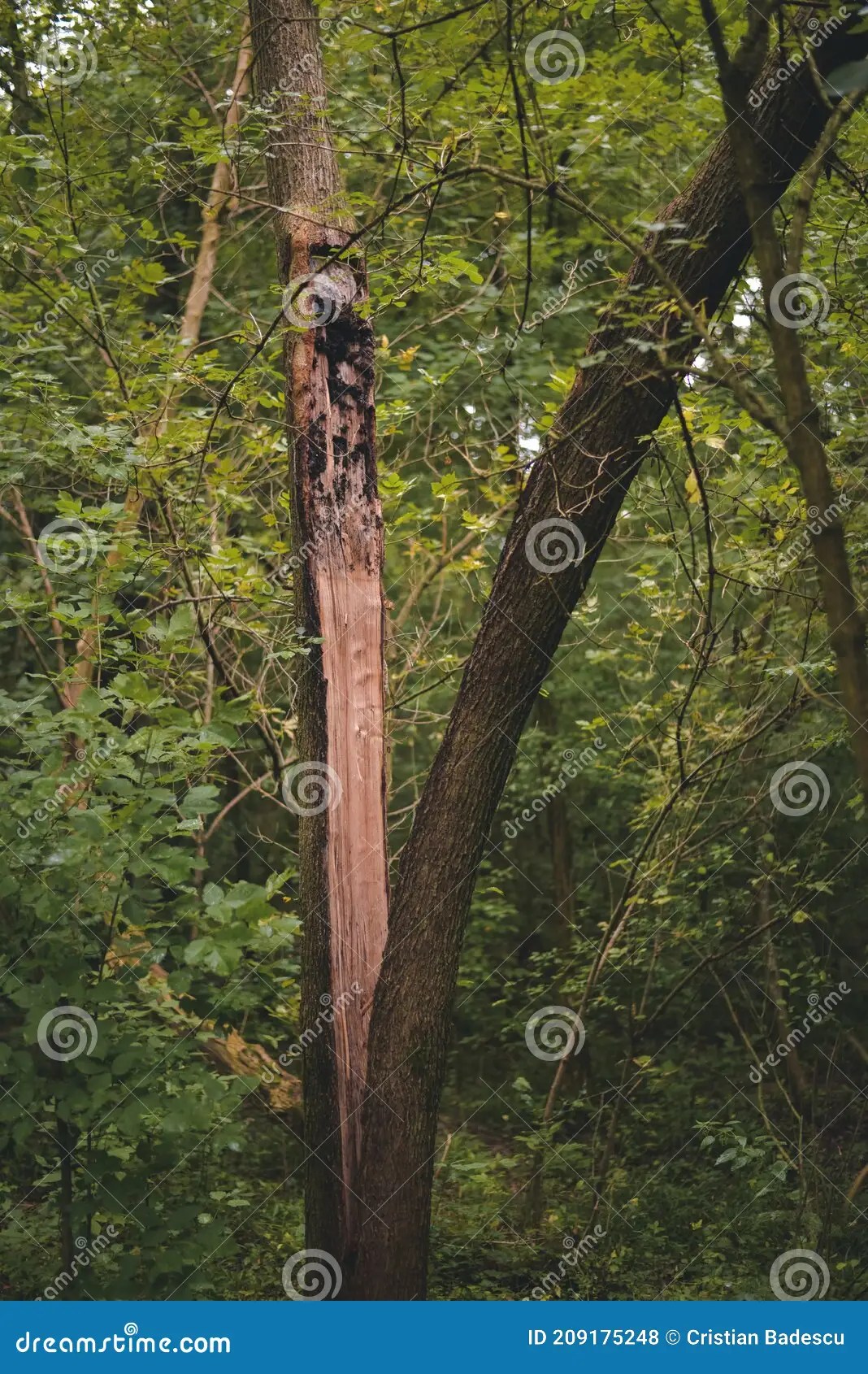 A Tree Split in Half because of the Strong Wind Stock Photo Image of