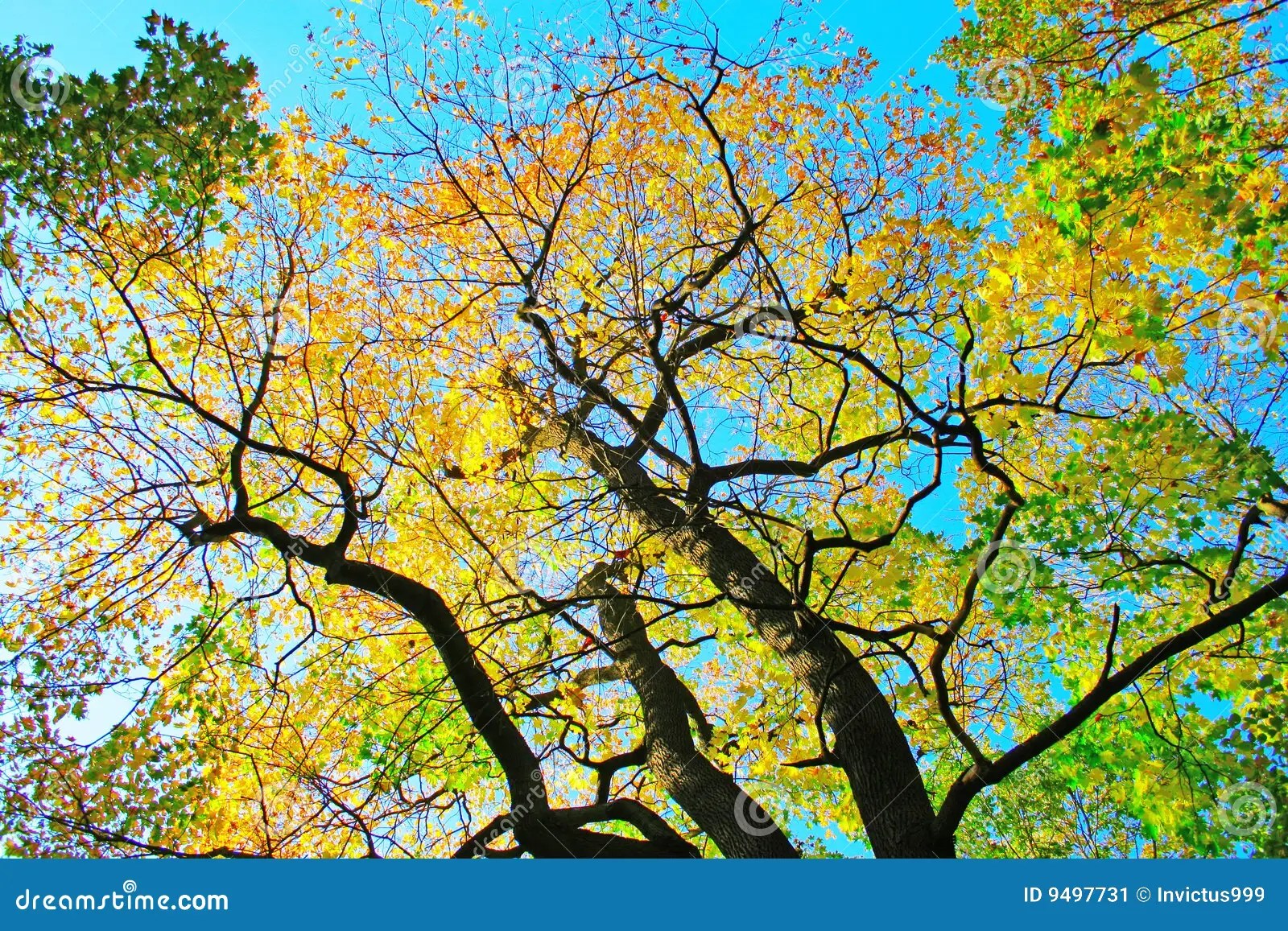 Trees and branches stock image. Image of glow, foliage 9497731