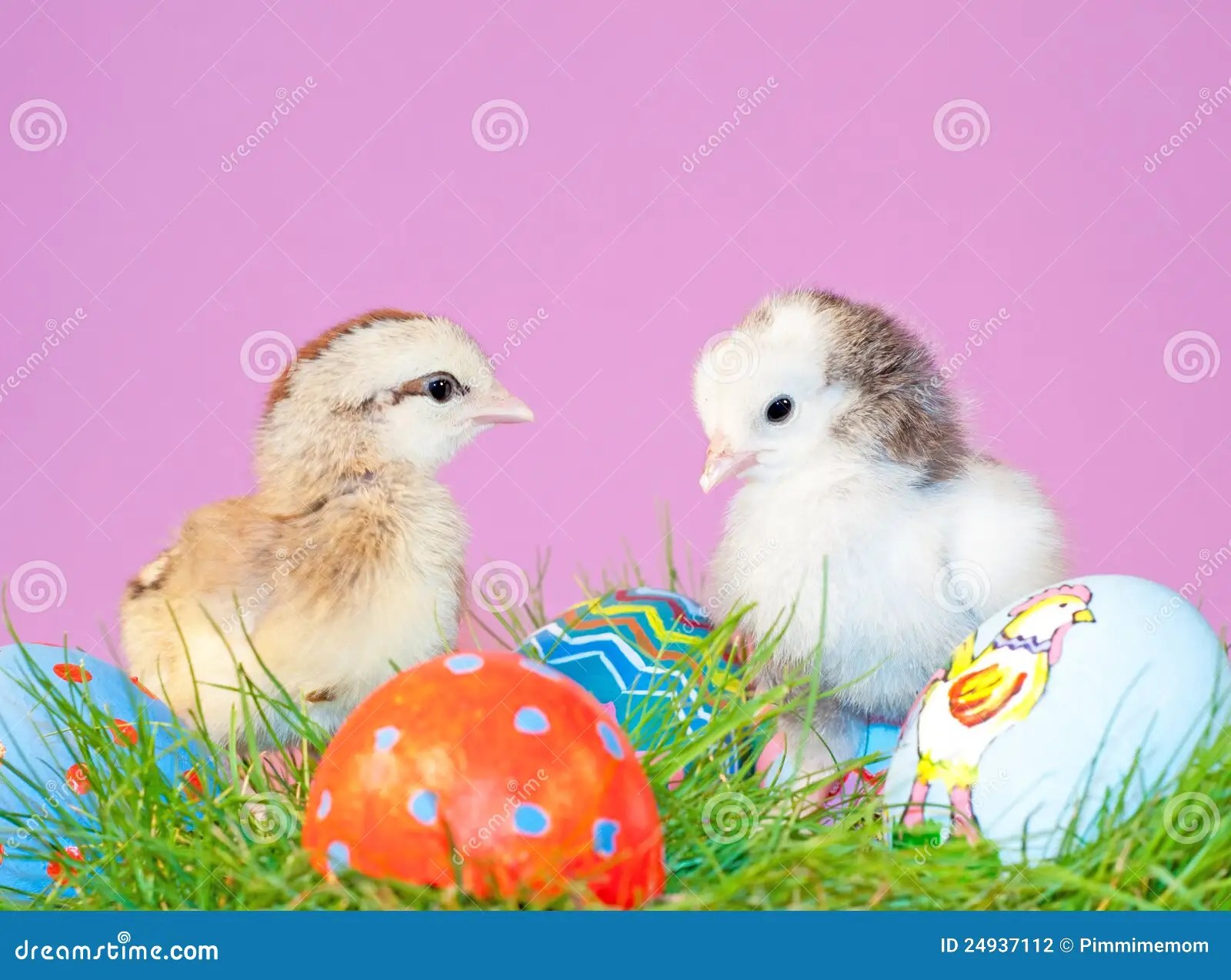 Two Tiny Easter Chicks in Grass Stock Photo Image of live, painted