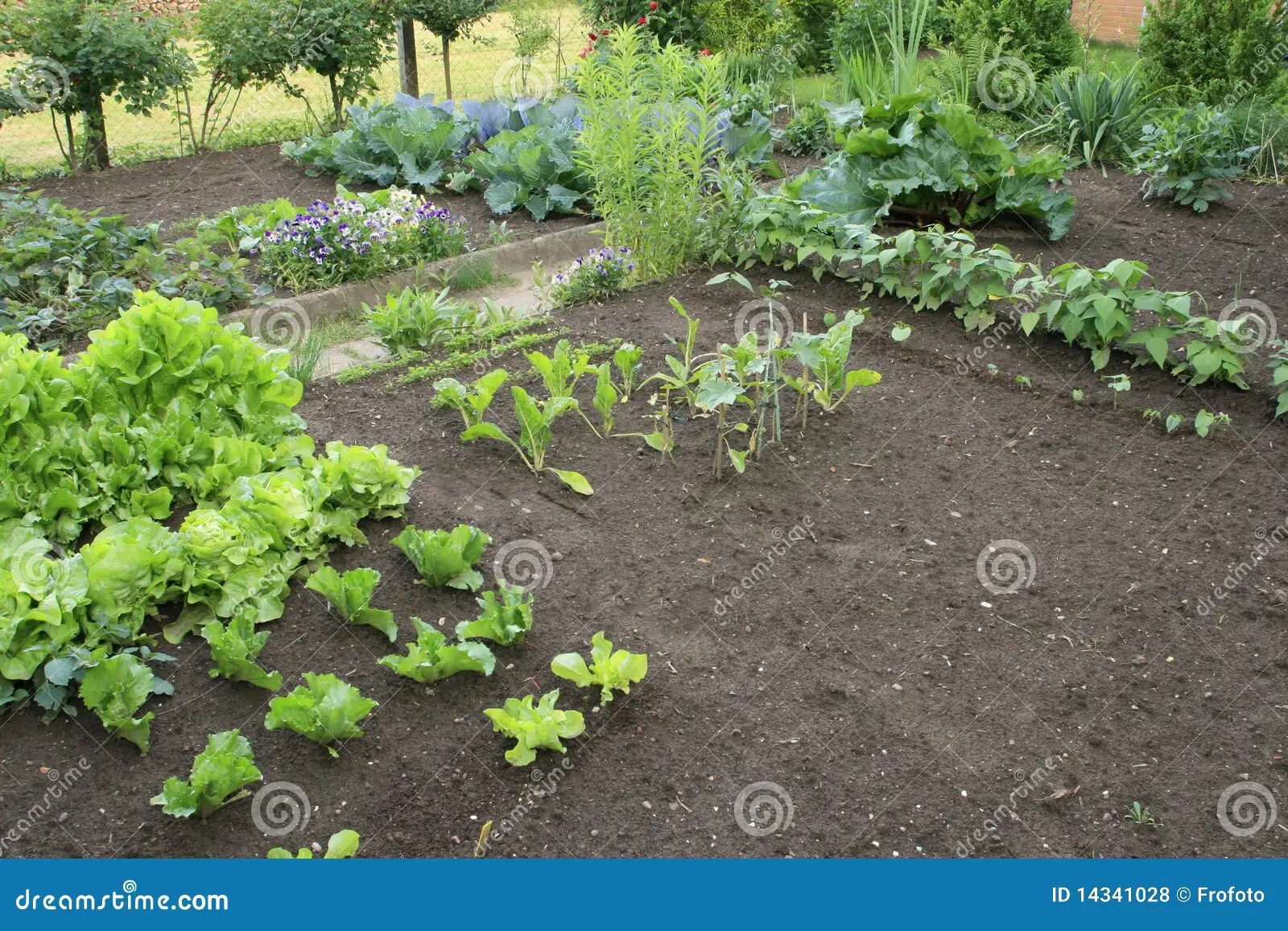 Vegetable patch stock photo. Image of earth, fruit, flora 14341028