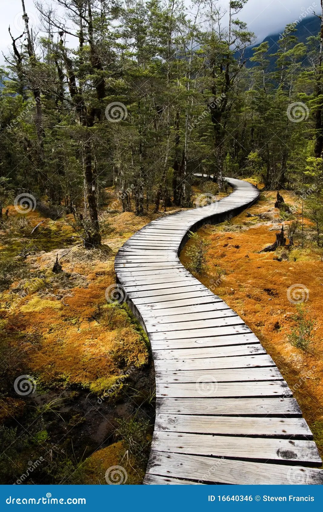 Winding forest path stock photo. Image of hike, beautiful 16640346