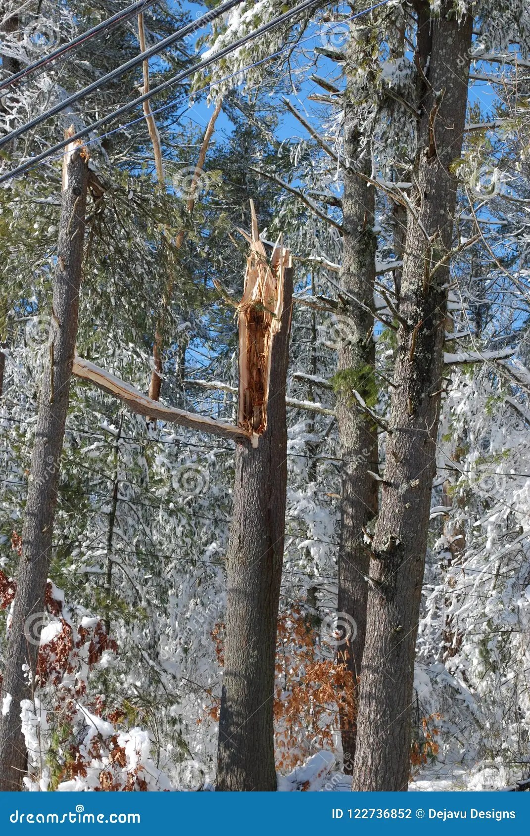 Large Tree in the Forest that Split in Half Stock Photo Image of