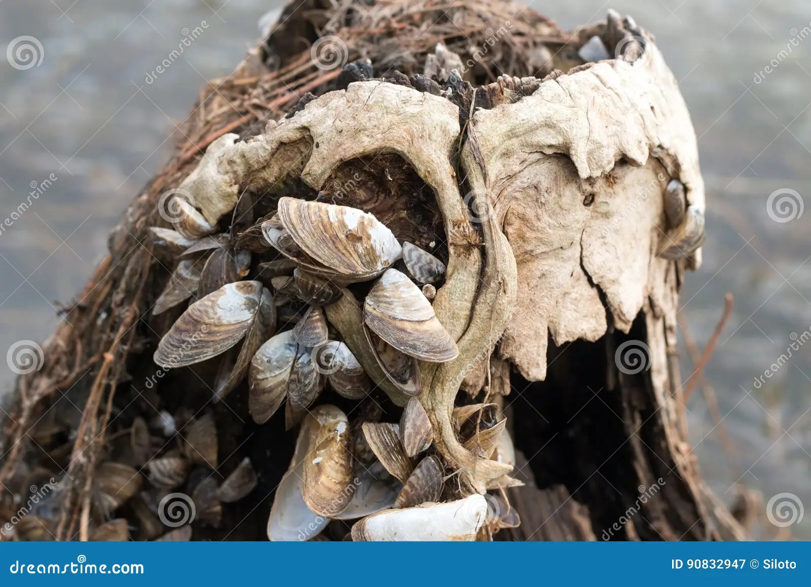 Withered Clams stock image. Image of molluscan, animal 90832947