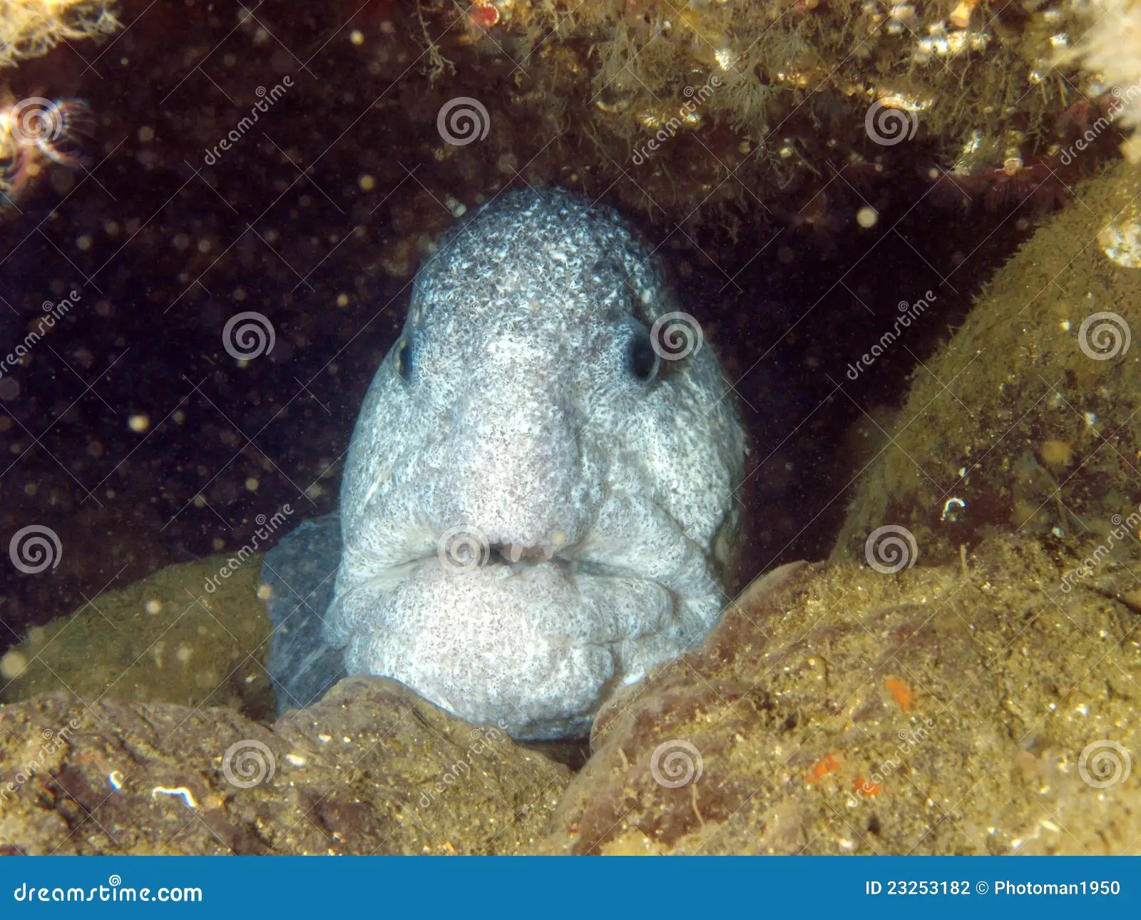 Wolf Eel stock photo. Image of biology, underwater, life 23253182