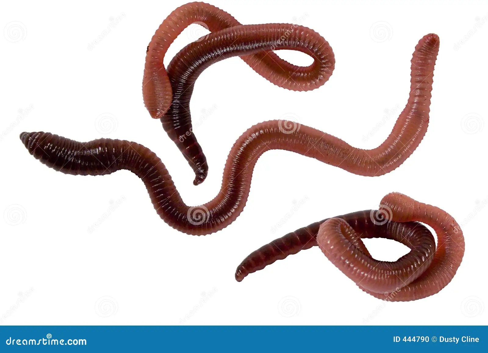 Worms Stock Photo Image 444790