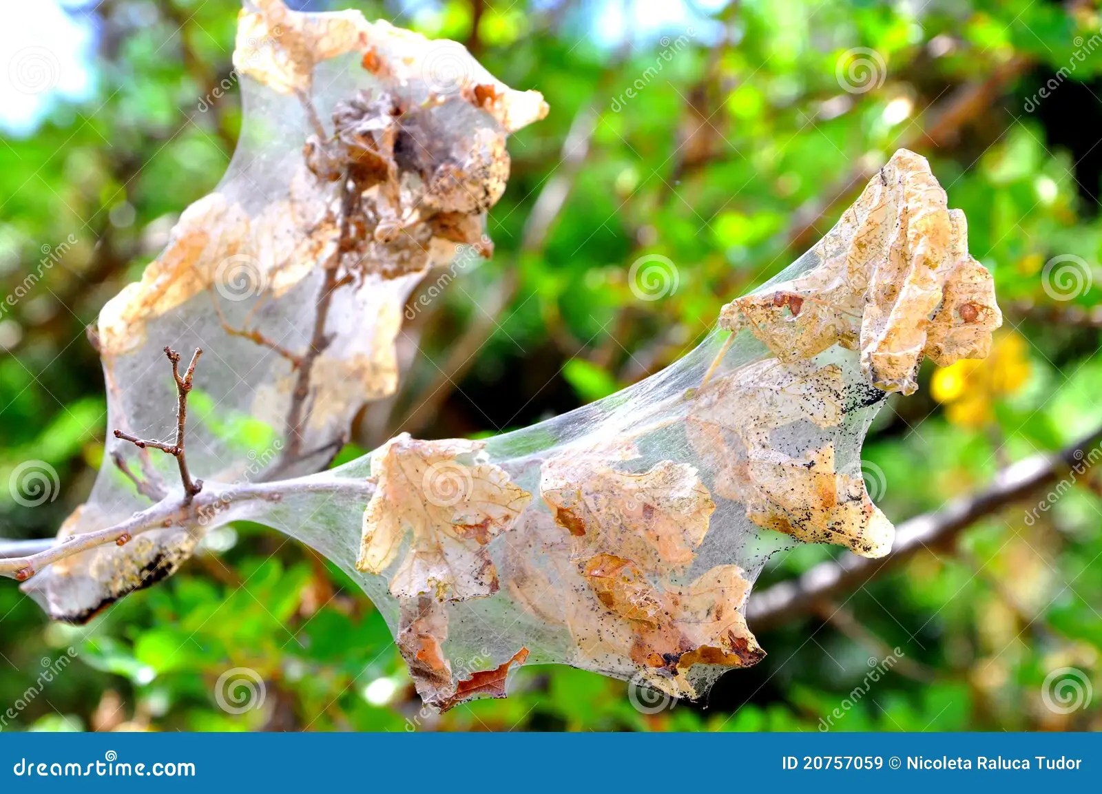 Worms on a tree stock image. Image of macro, larva, disease 20757059