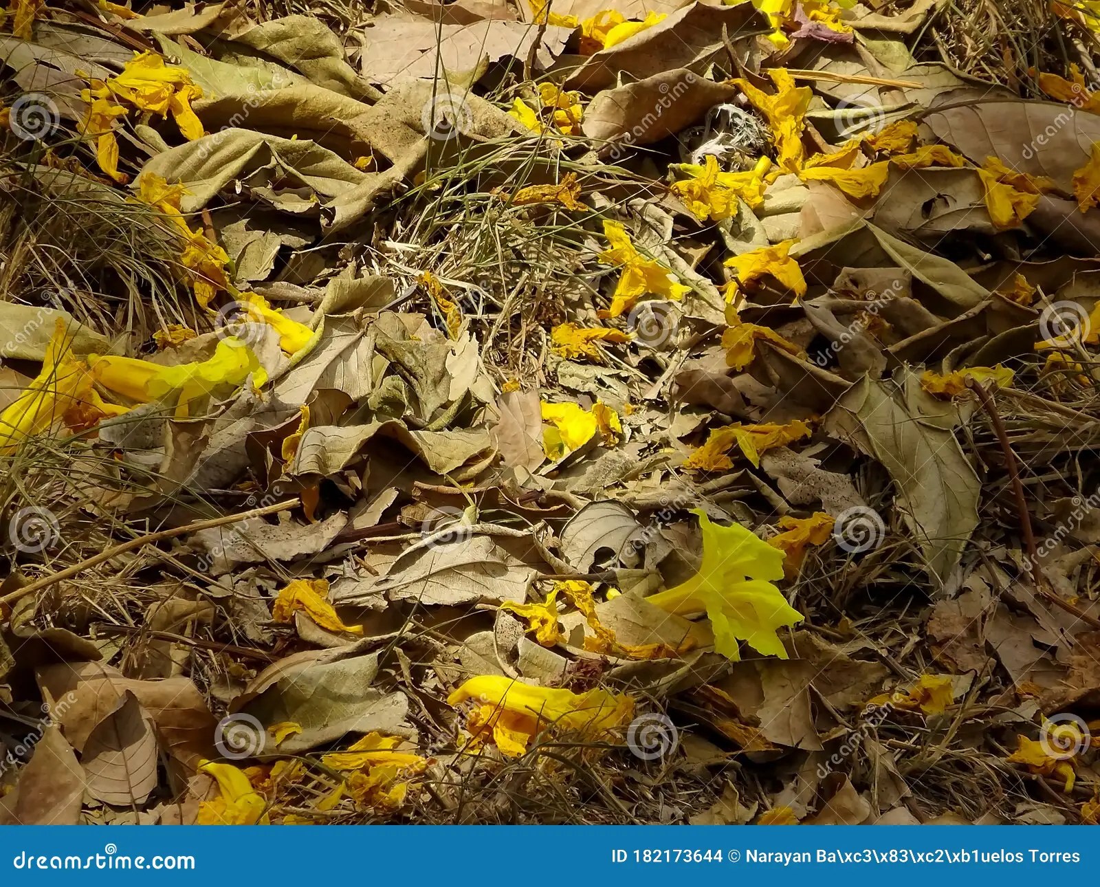 Yellow Leaf Pattern. Leaf Background Stock Photo Image of colorful