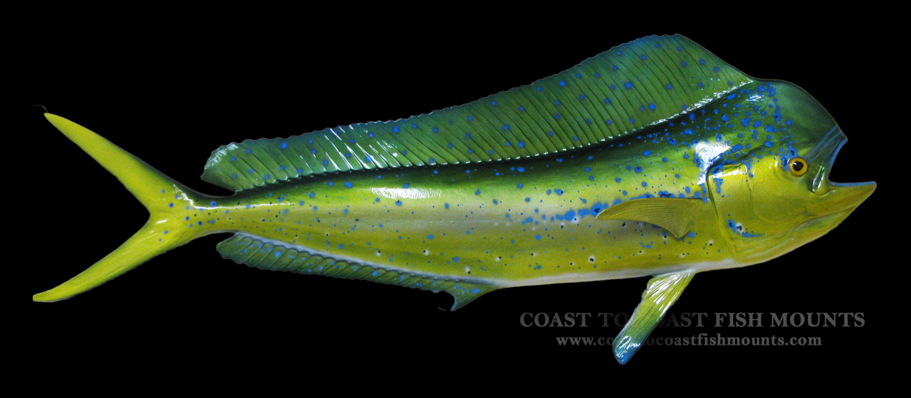Dolphin (Mahi) Fish Mount and Fish Replicas CoasttoCoast