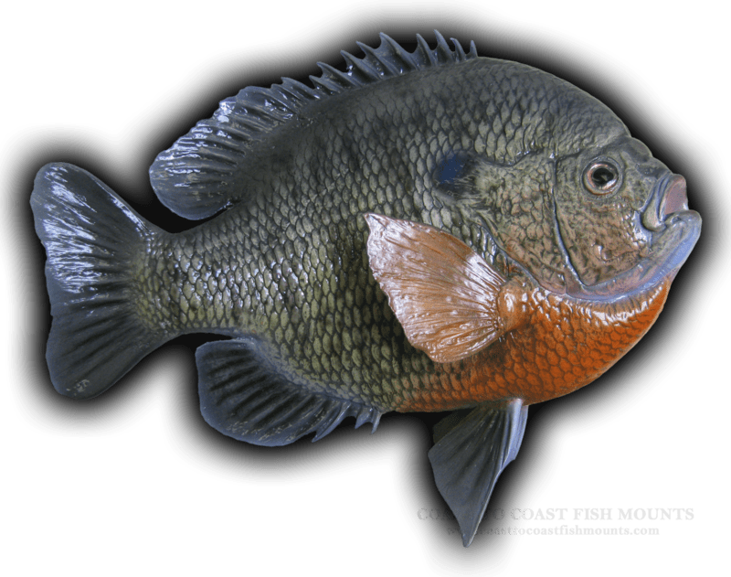 Bluegill Fish Mount and Fish Replicas CoasttoCoast
