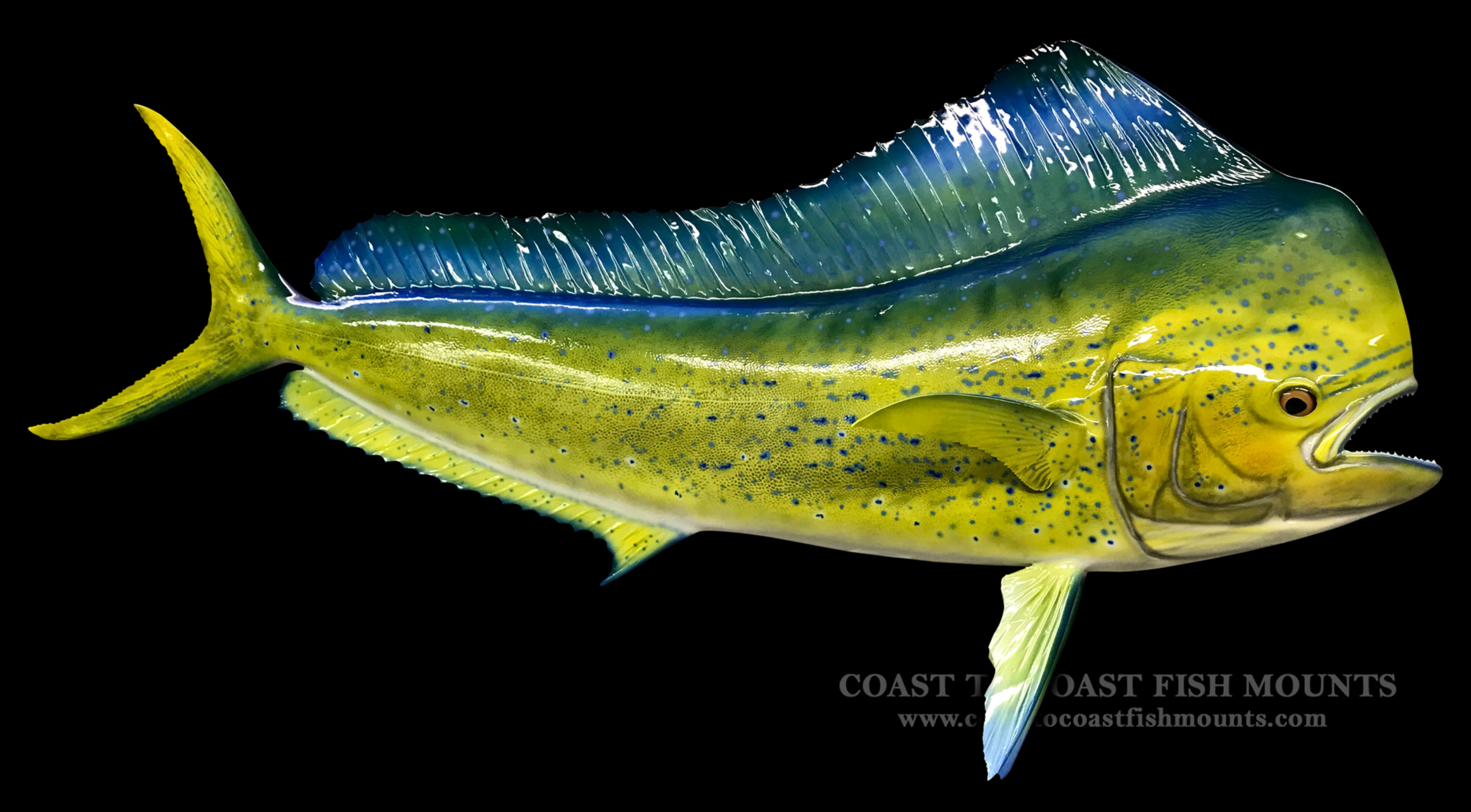 Dolphin (Mahi) Fish Mount and Fish Replicas CoasttoCoast