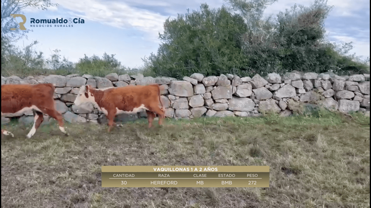 ClicRural 30 Vaquillonas 1 a 2 años HEREFORD a remate en 6º Expo Nacional Hereford 272kg en