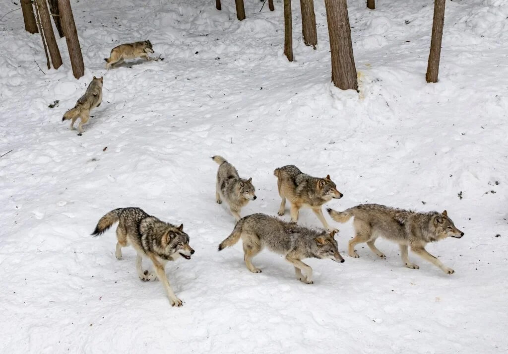 Michigan Wolves A Biodiversity Success Story • Thumbwind