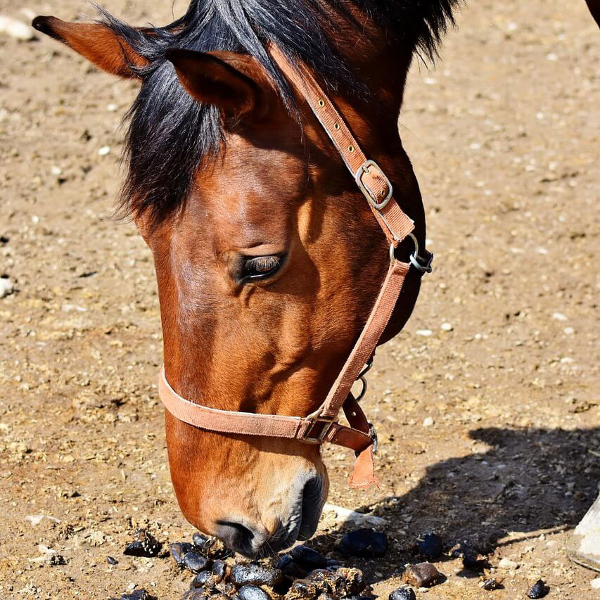 Why does my horse eat horse poo? Thunderbrook Equestrian