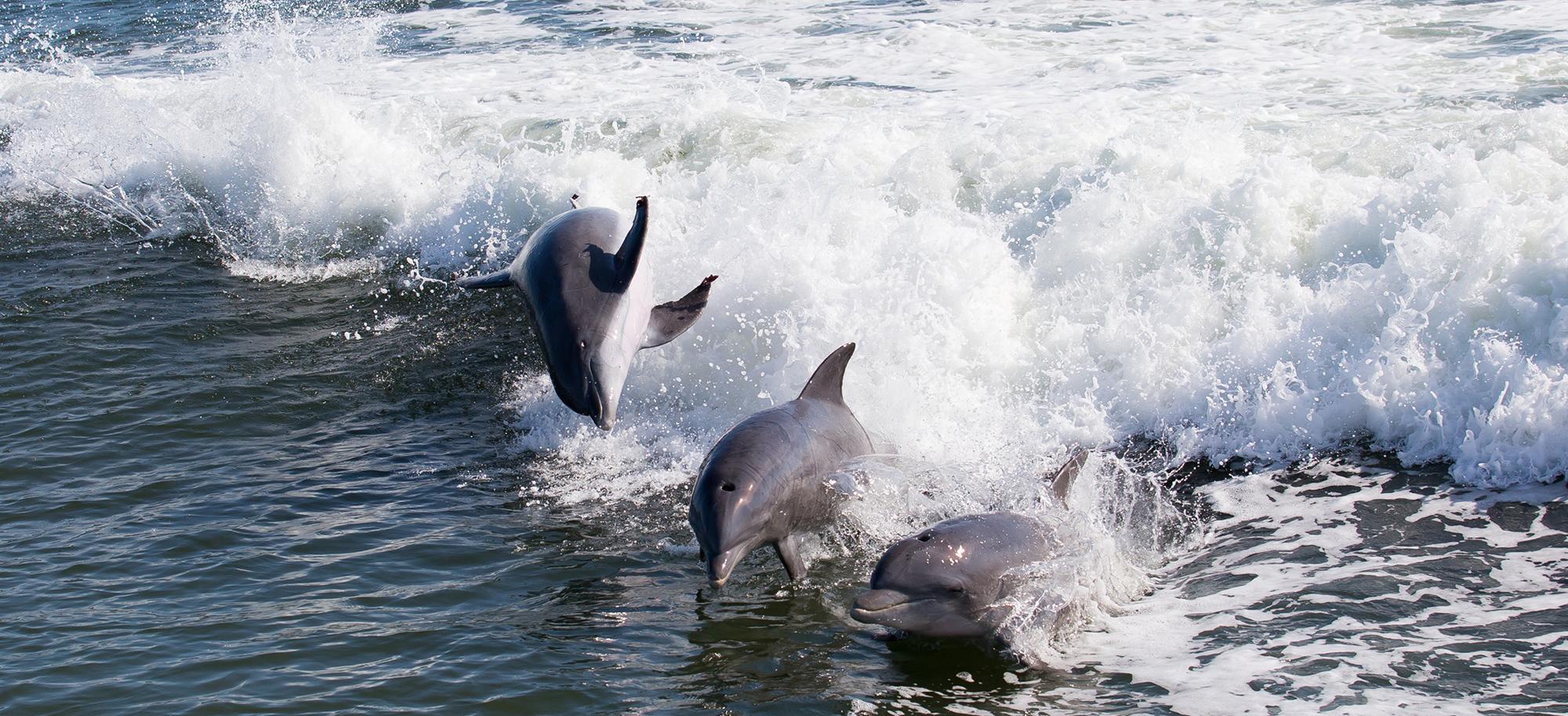 Thunder Cat Dolphin Watch & Speedboat Tours Wildwood