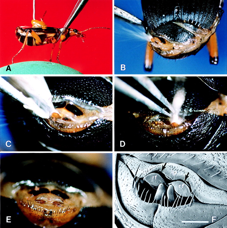 Bombardier Beetle Burn