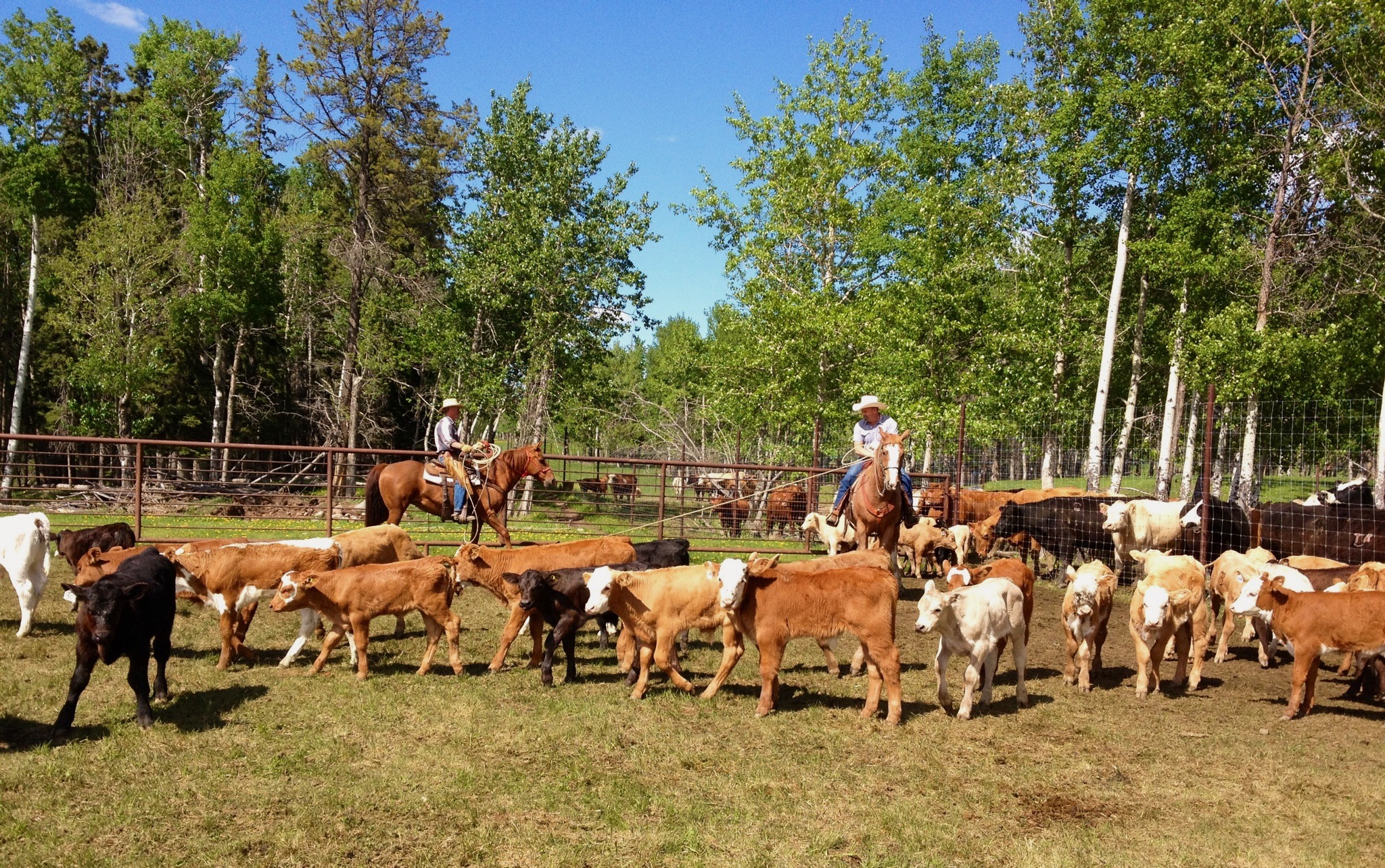 Thunder Valley Ranch On Ranch Elk, Bison and Beef Slaughter Service
