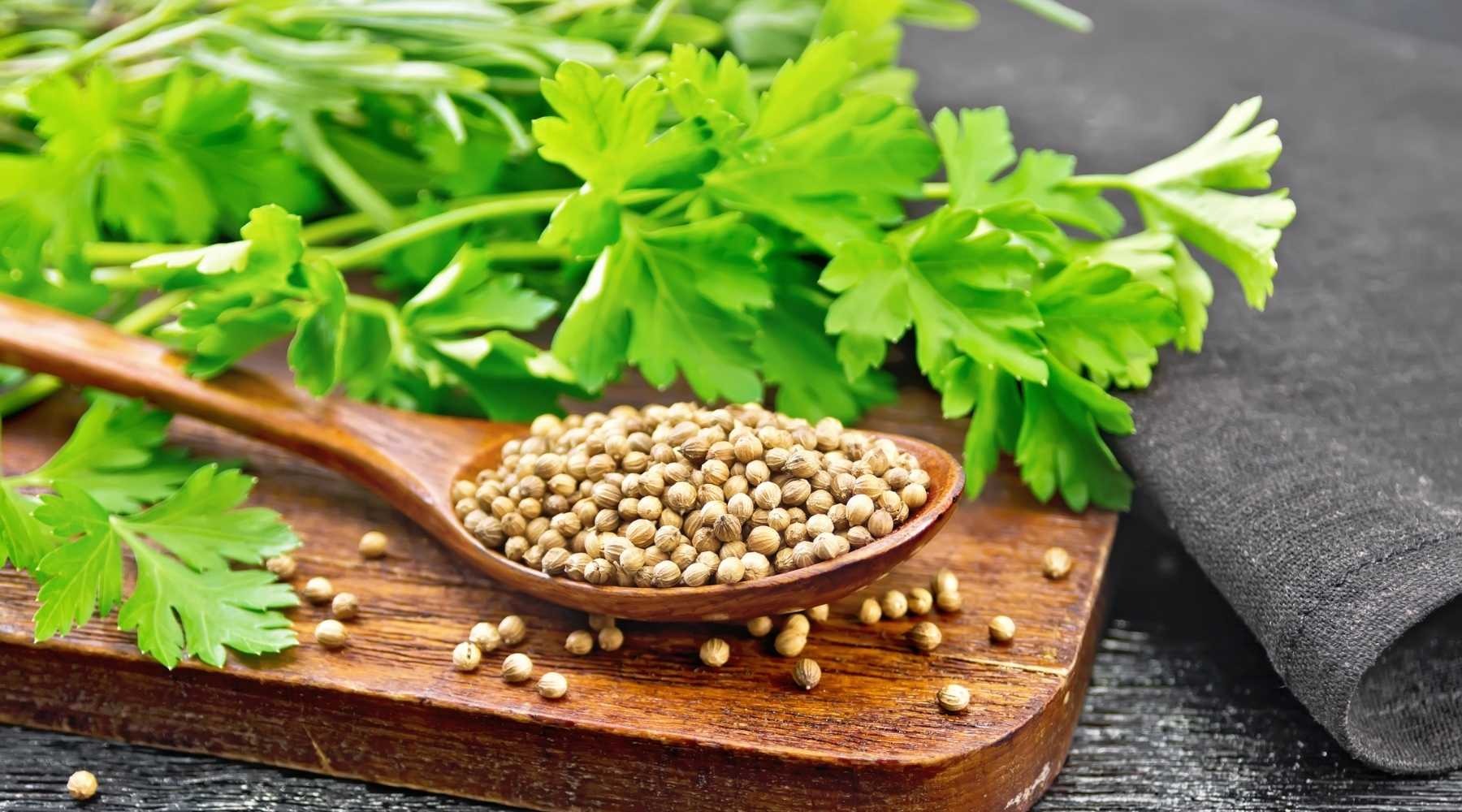 How to Use Cilantro for Medicinal Purposes A Comprehensive Guide to