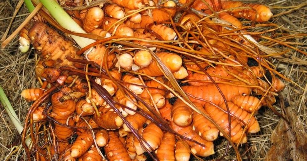 Turmeric's AntiInflammatory Properties Alternative Treatments