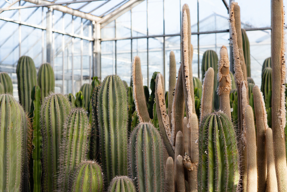 5 Best Cactus Varieties to Grow Indoors in 2022 Thursd
