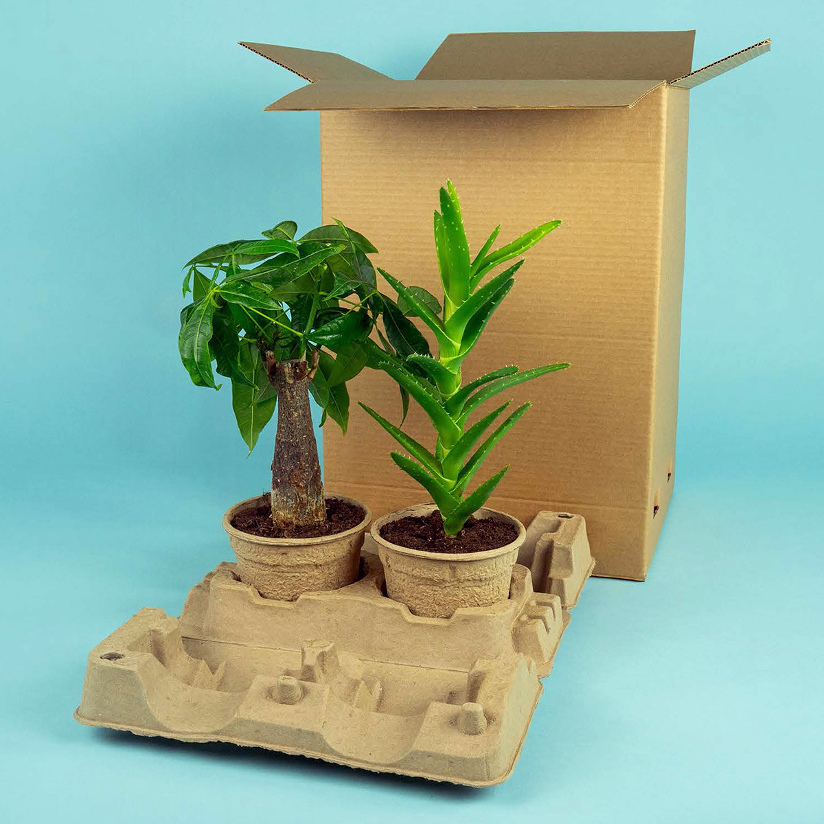 The latest in box tray news Thursd