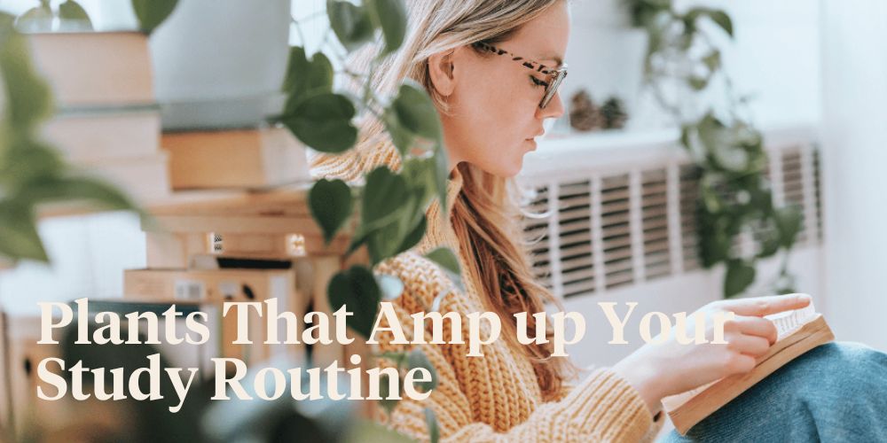 How Getting A Plant Will Help You Study Article onThursd