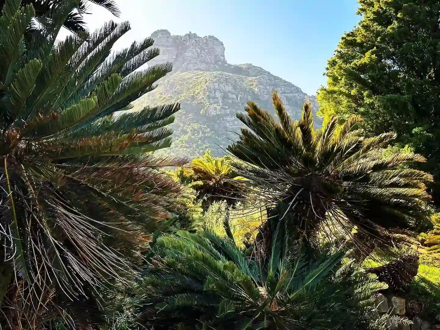 7 Prehistoric Plants Alive Today That You Can Plant In Your Garden Thursd