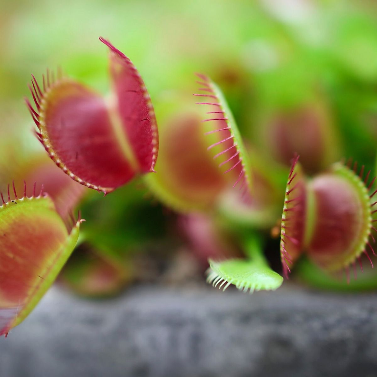 Venus Flytraps Should You Watch Your Fingers? Plus Some Fun Facts