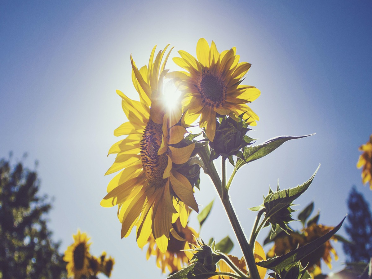 20 Most Used Sunflower Quotes Article onThursd