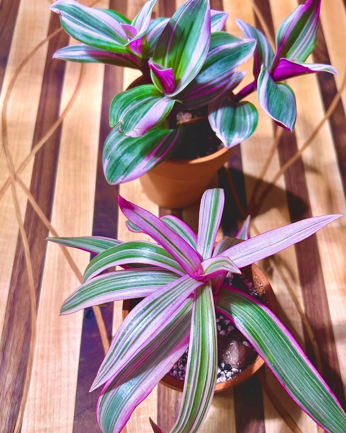 Oyster Plant Product onThursd