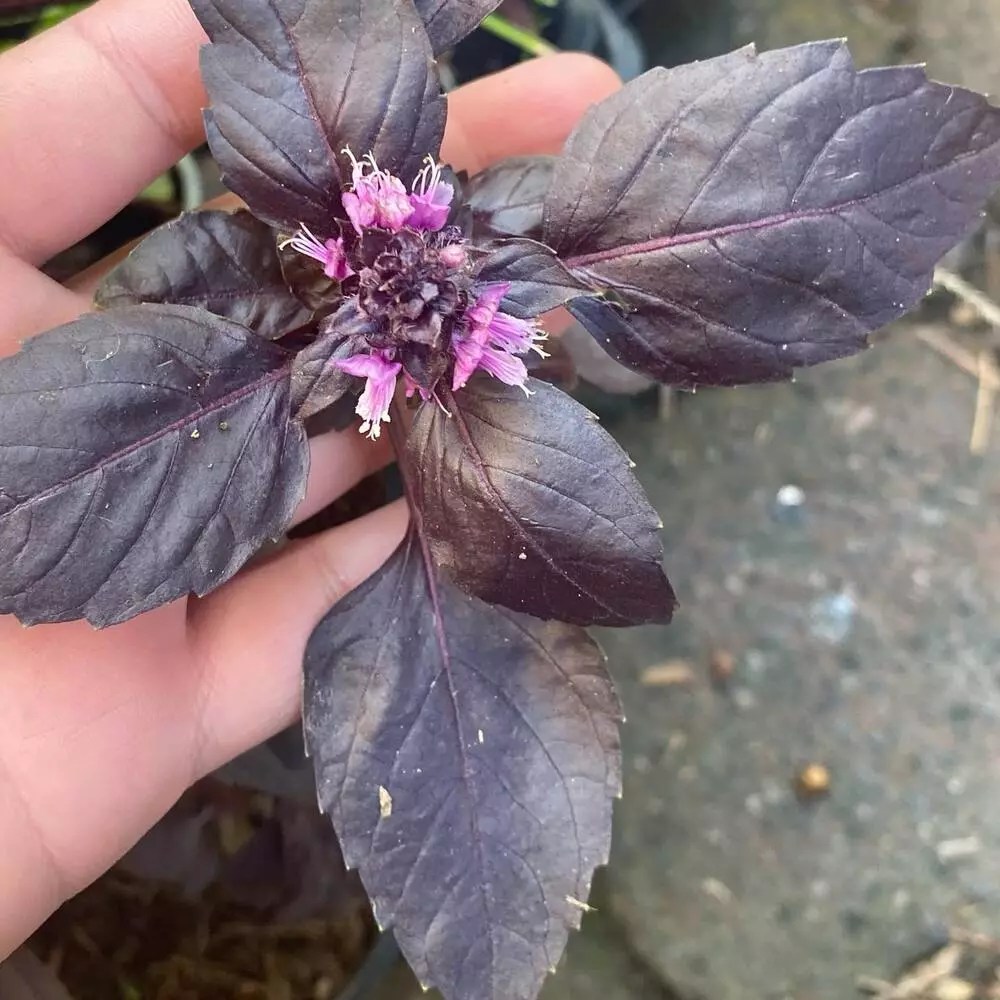 Purple Basil Product onThursd