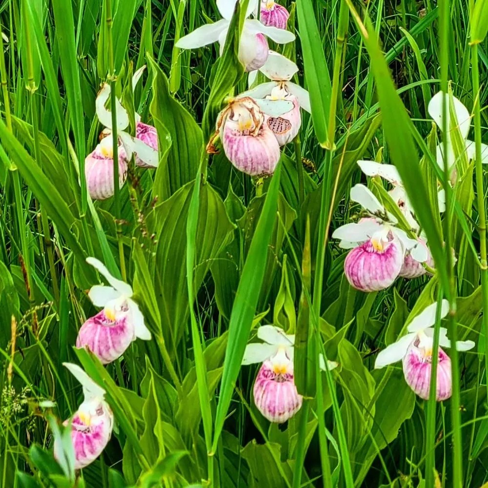Lady Slipper Orchid Product onThursd