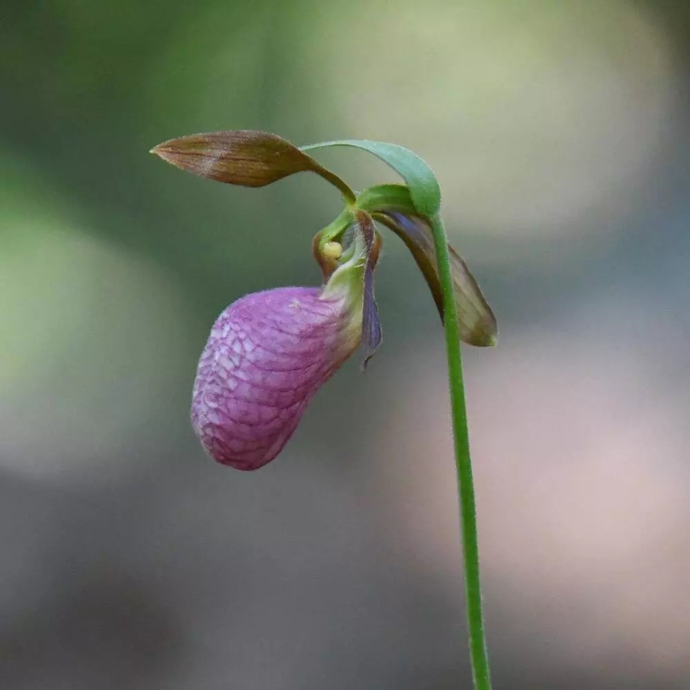 Lady Slipper Orchid Product onThursd