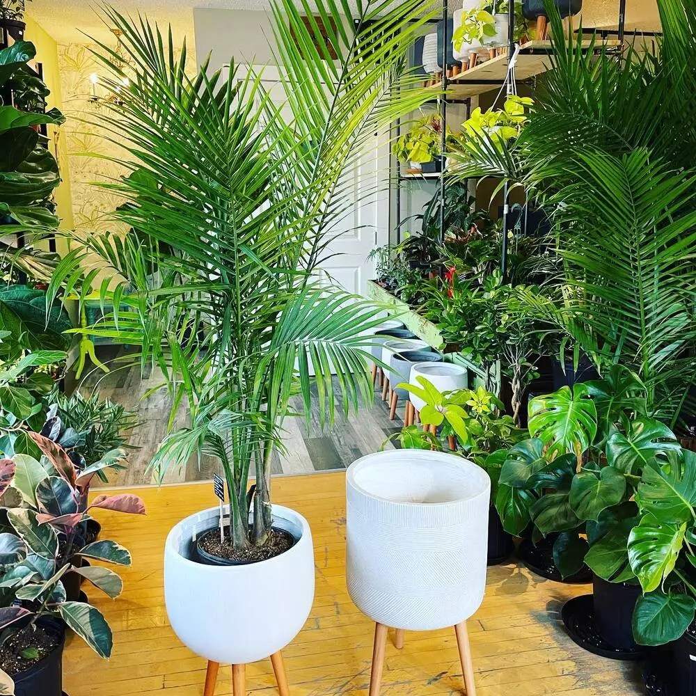 Majesty Palm Product onThursd