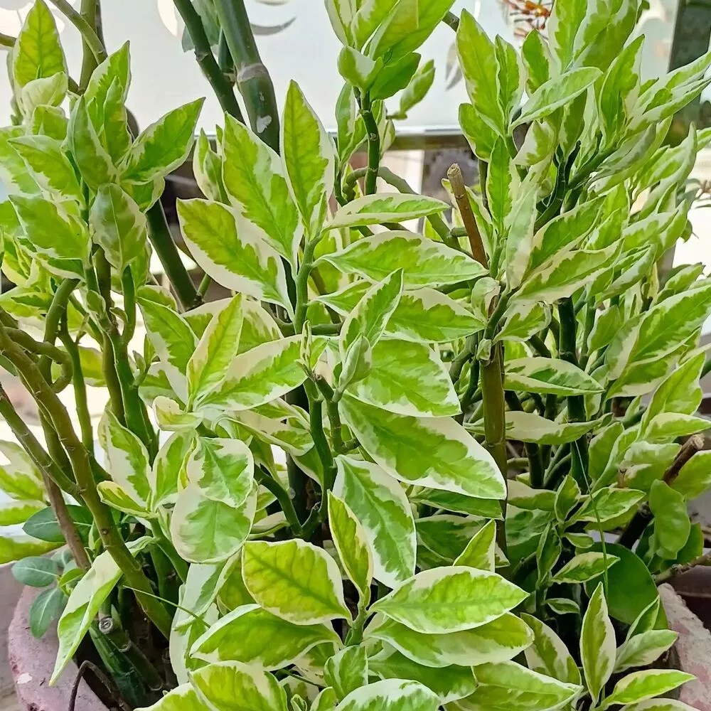 Discover the Secrets of Devils Backbone Plant Care Thursd