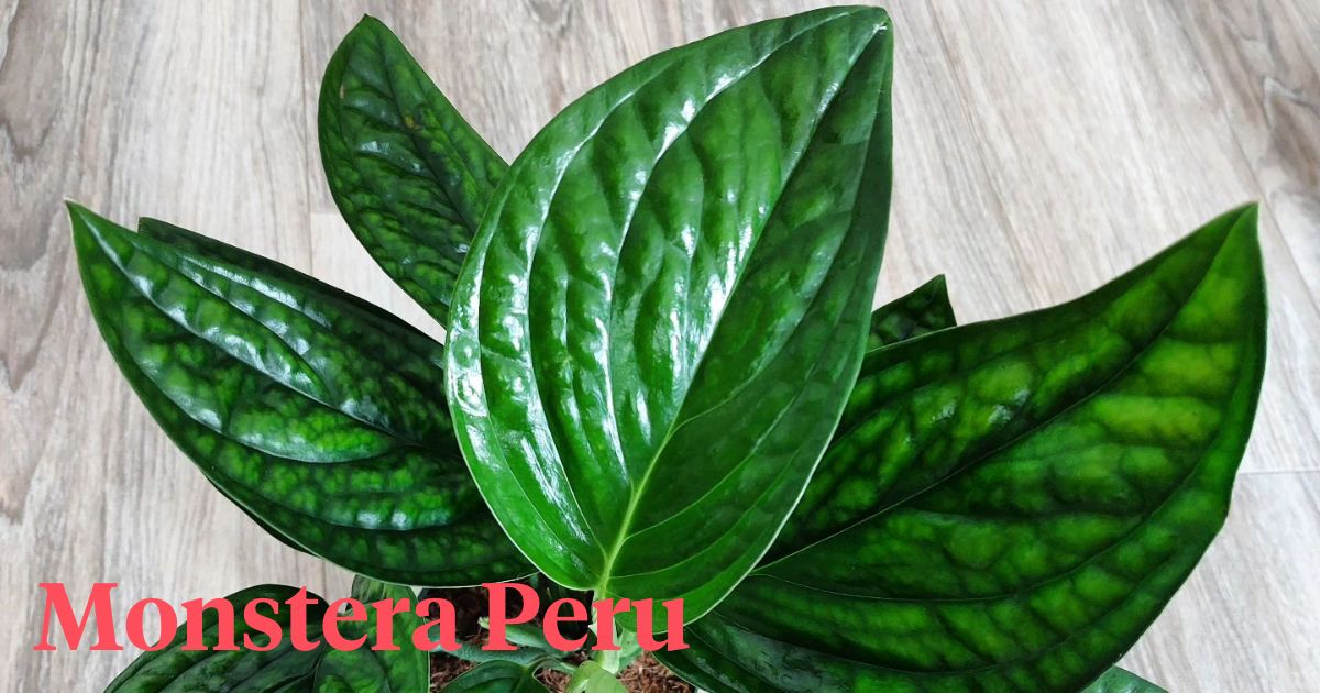 Monstera Peru A Guide to its Care