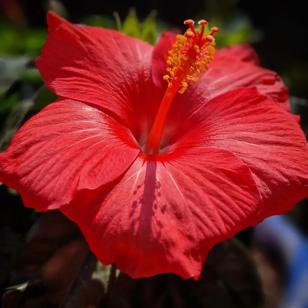Hibiscus: The Beautiful Flowering Tree | Thursd