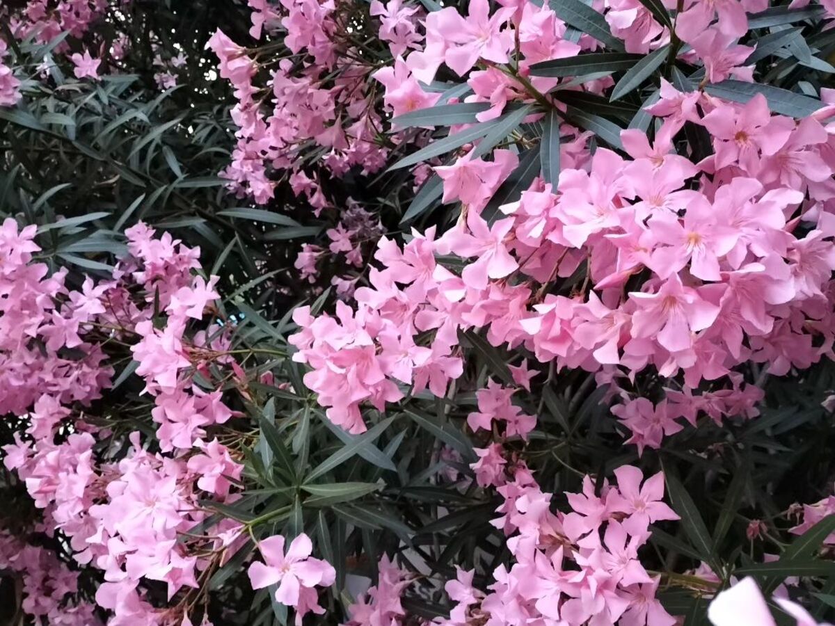 10 Most Popular Desert Plants That You Can Also Grow Indoors Article o...