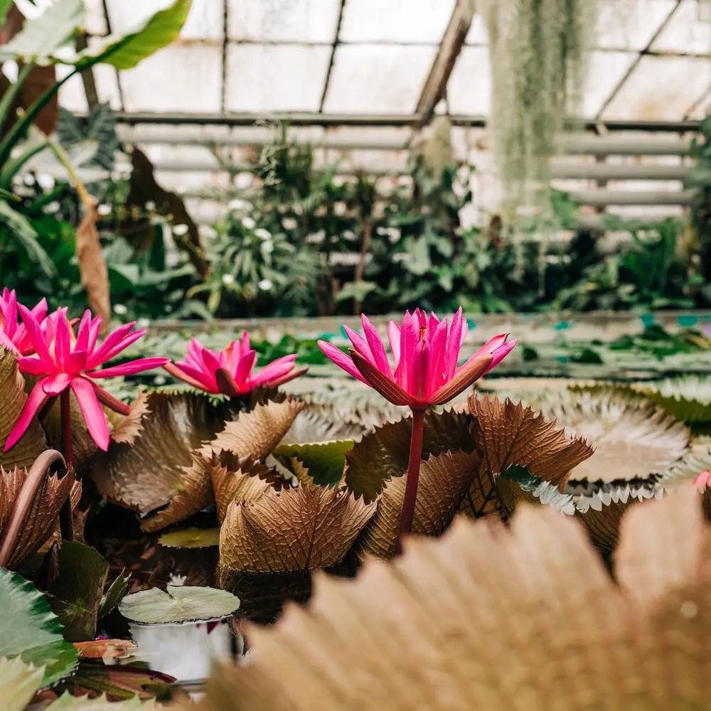 Blooming Brilliance Incorporating Colorful Flowers And Plants In Roofin...