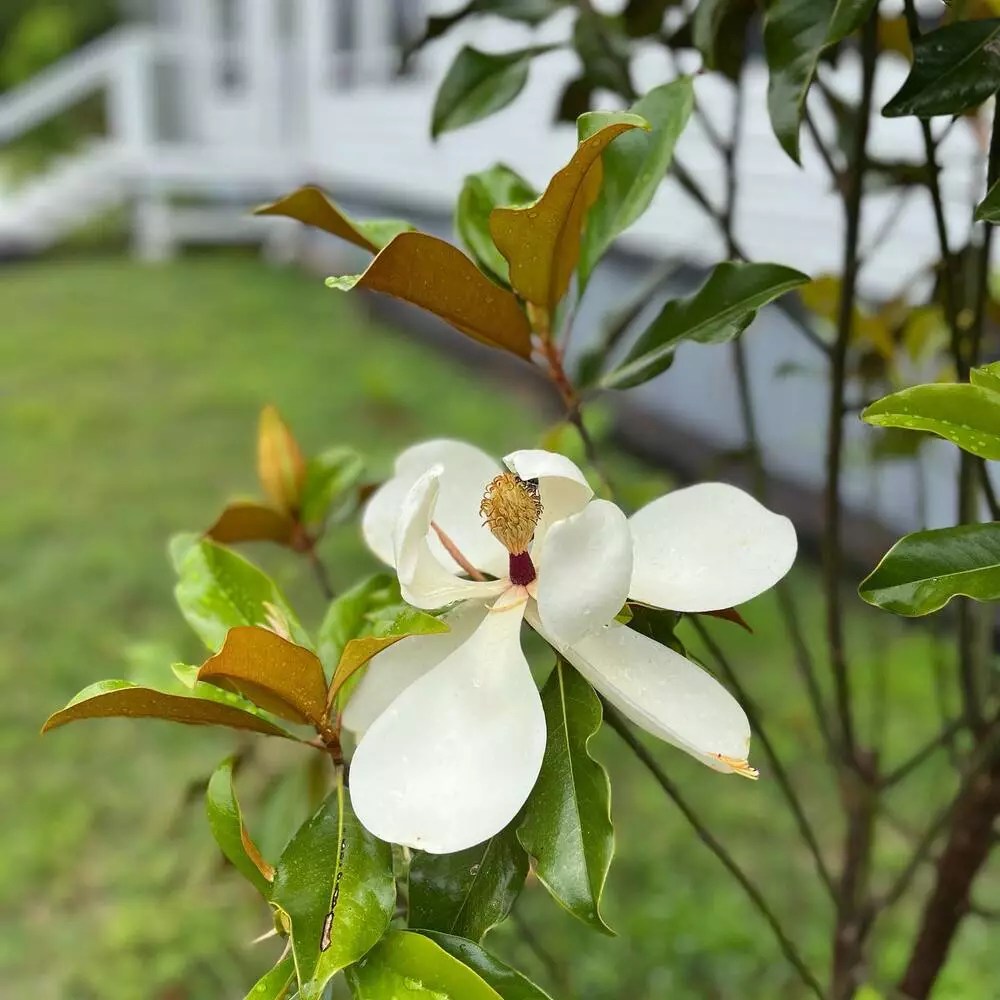 Magnolia Product onThursd