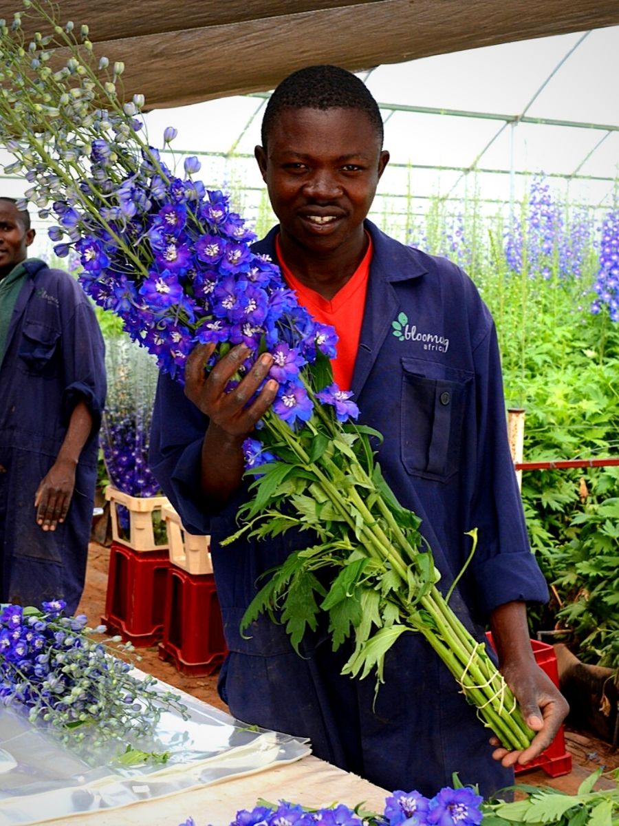 Summer Flowers Are Gaining Popularity in Kenya