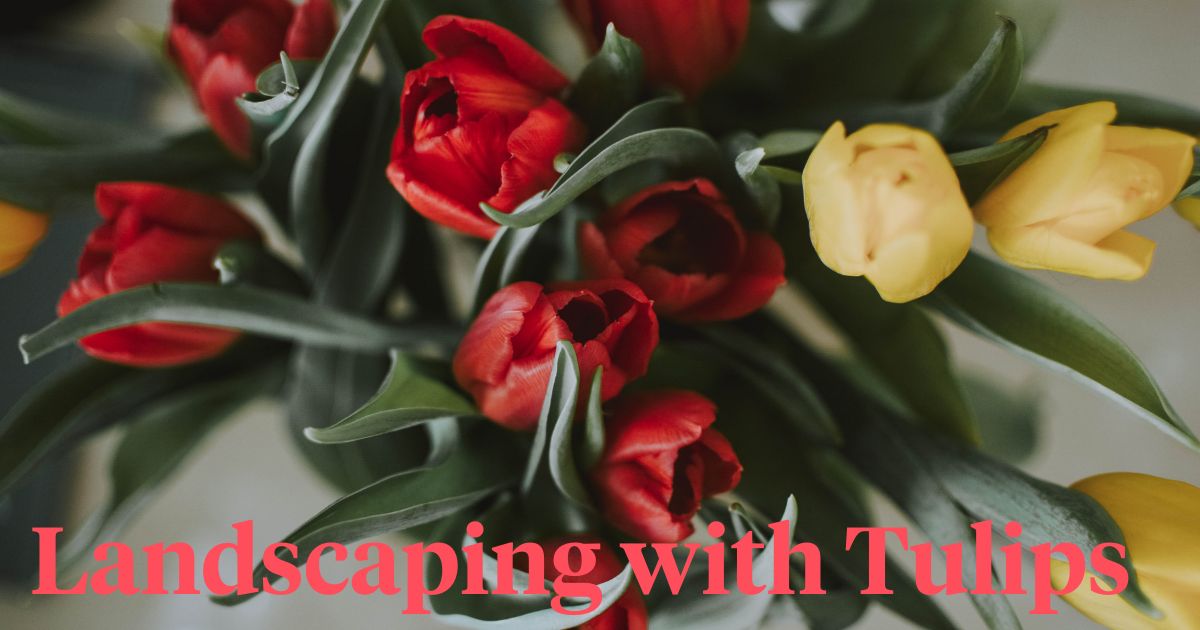 Landscaping with Tulips for Feline Friends Making Gardens Safe and Appea...