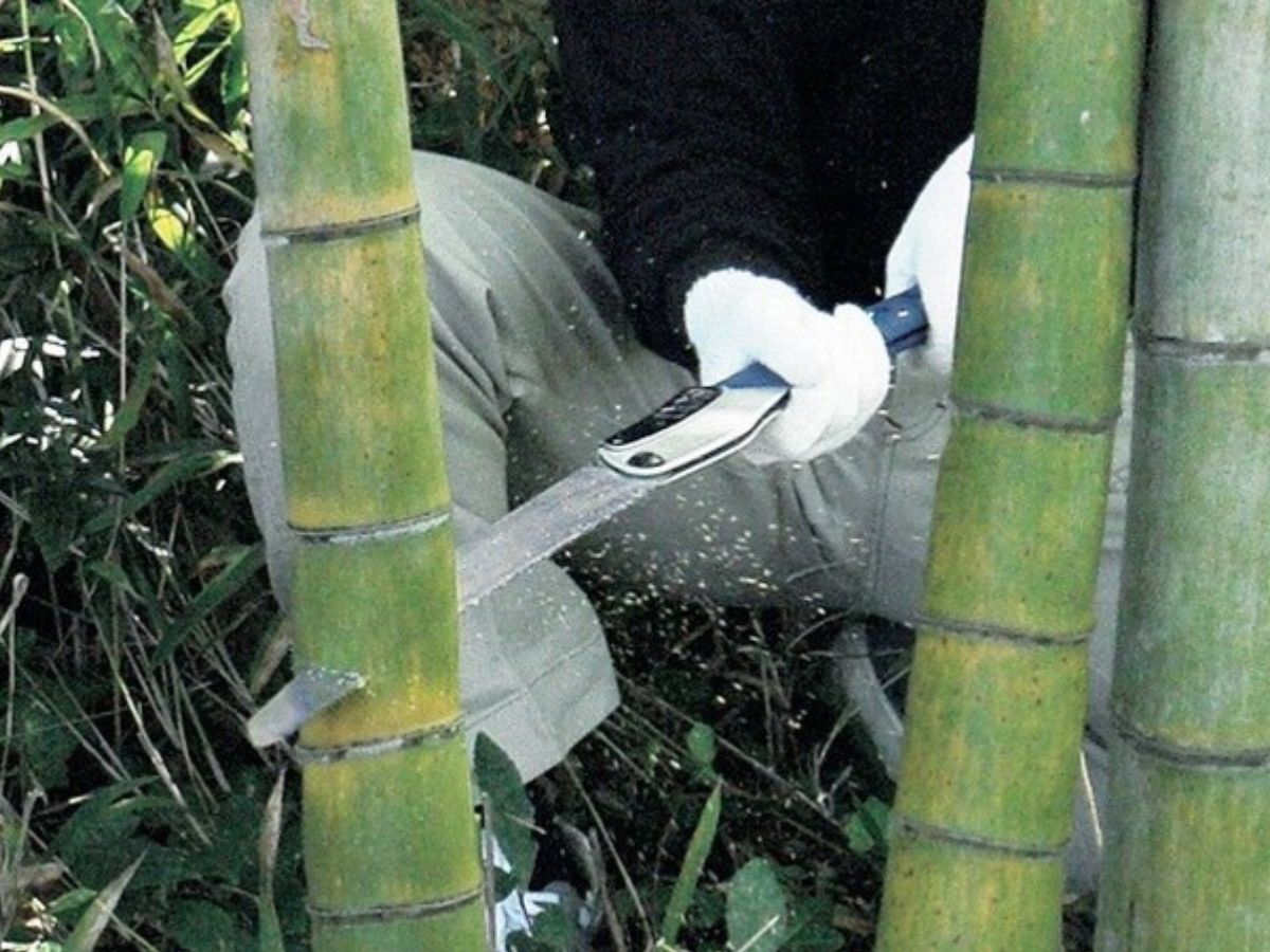 How to Maintain a Bamboo Garden to Prevent Its Invasiveness Article on...