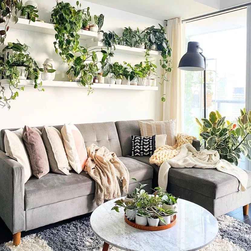 17+ Best Dorm Room Plants GregKrishnan