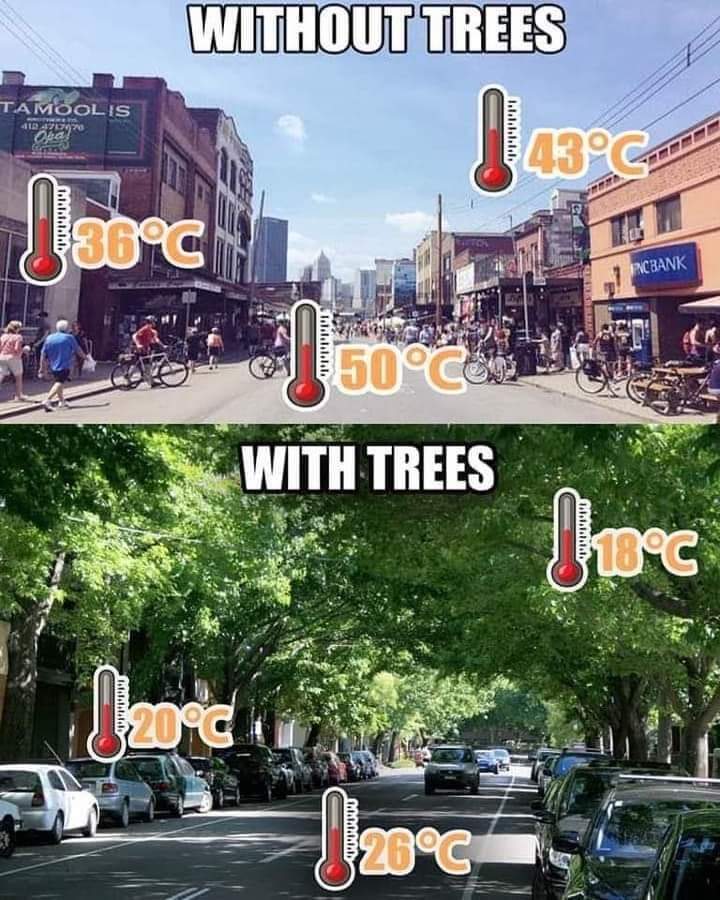 12 Reasons Why Cities Need More Trees Thursd