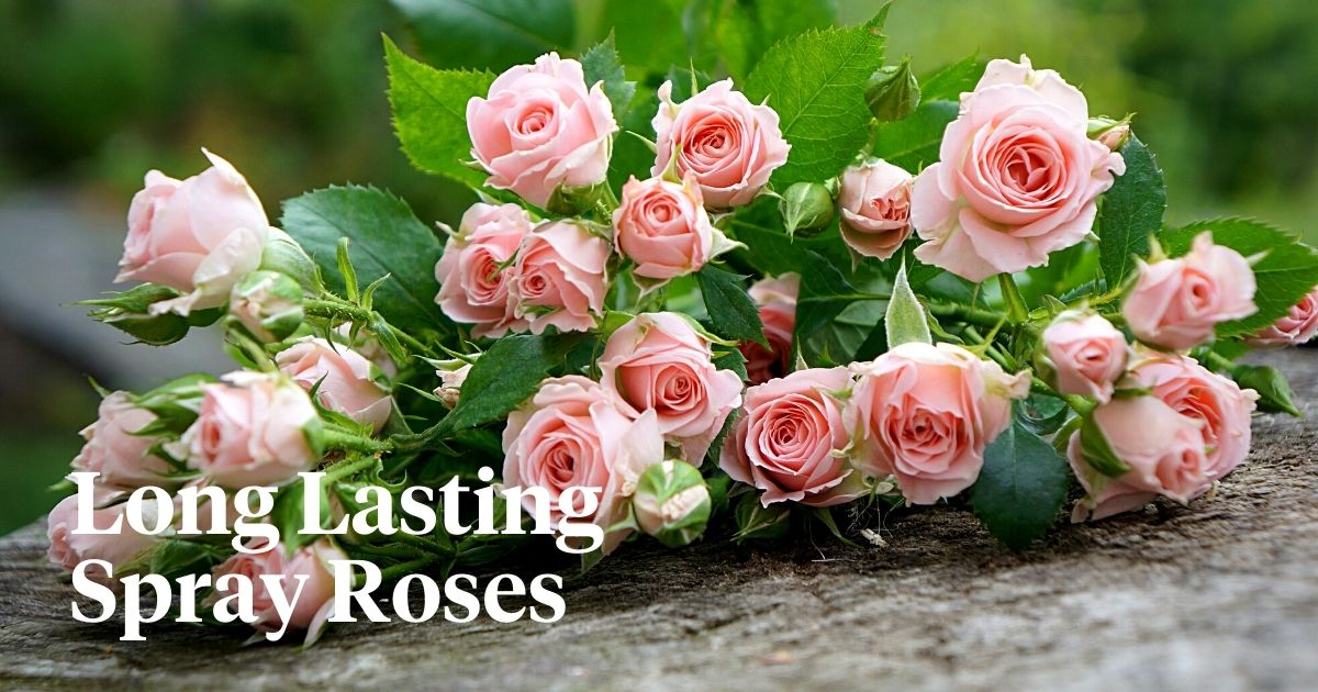 Interplant Roses’ Easy Way to Ensure Spray Roses Last Longer Thursd