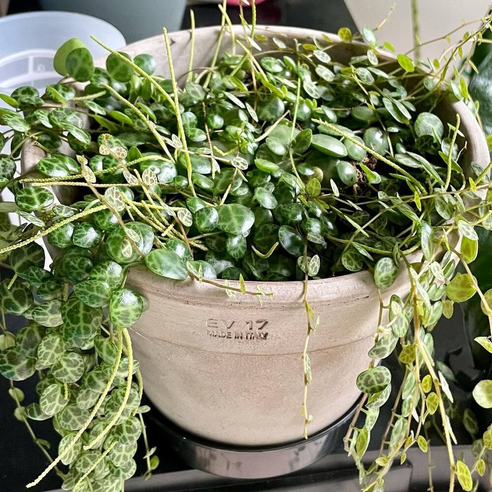 The Ultimate Guide to Caring for String of Turtles Plant