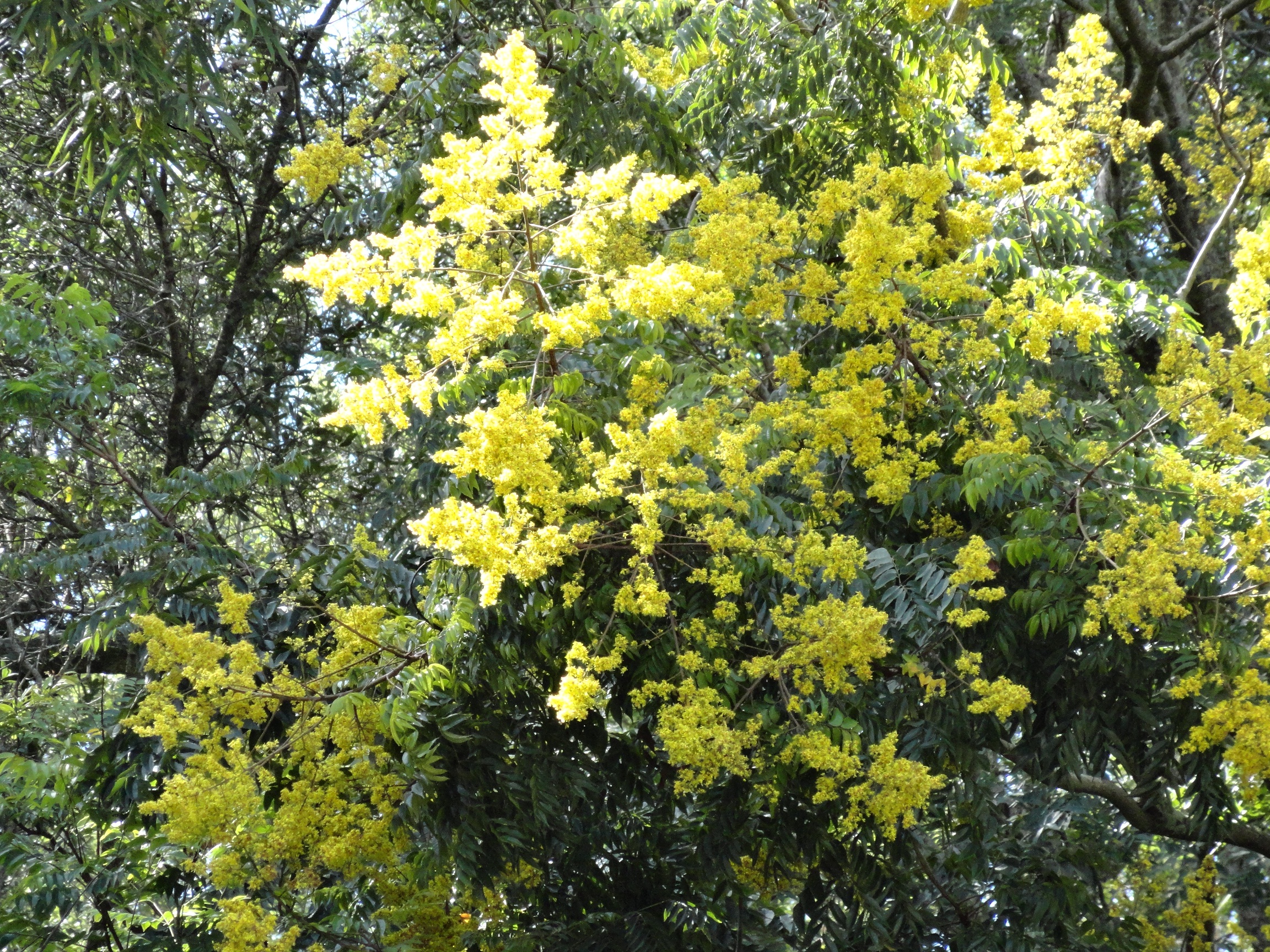 Flowering Trees That Grow In Central Florida Seven Beautiful