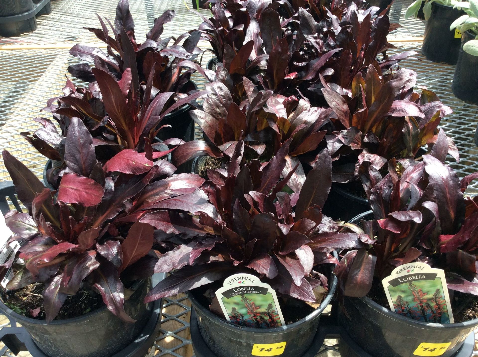 Garden Centre Thuss Greenhouses