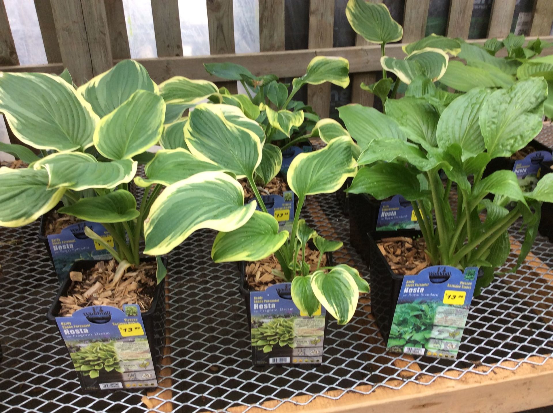 Garden Centre Thuss Greenhouses