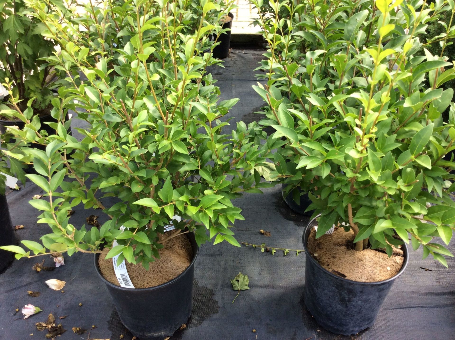 Thuss Greenhouses